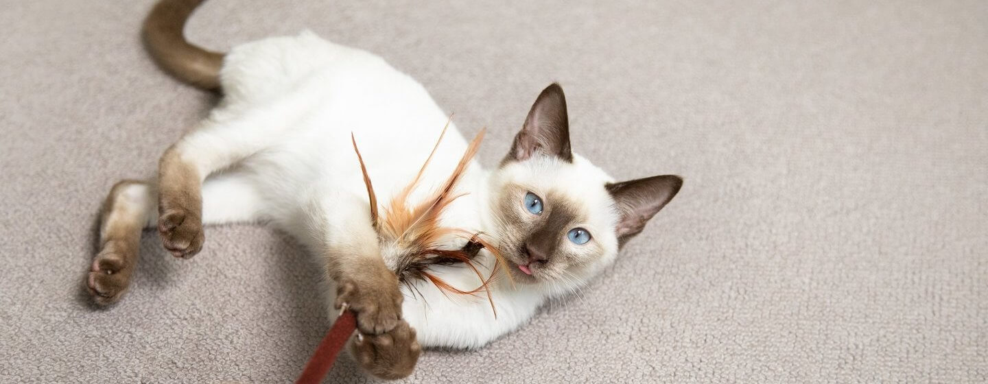 Cat play and clearance toys